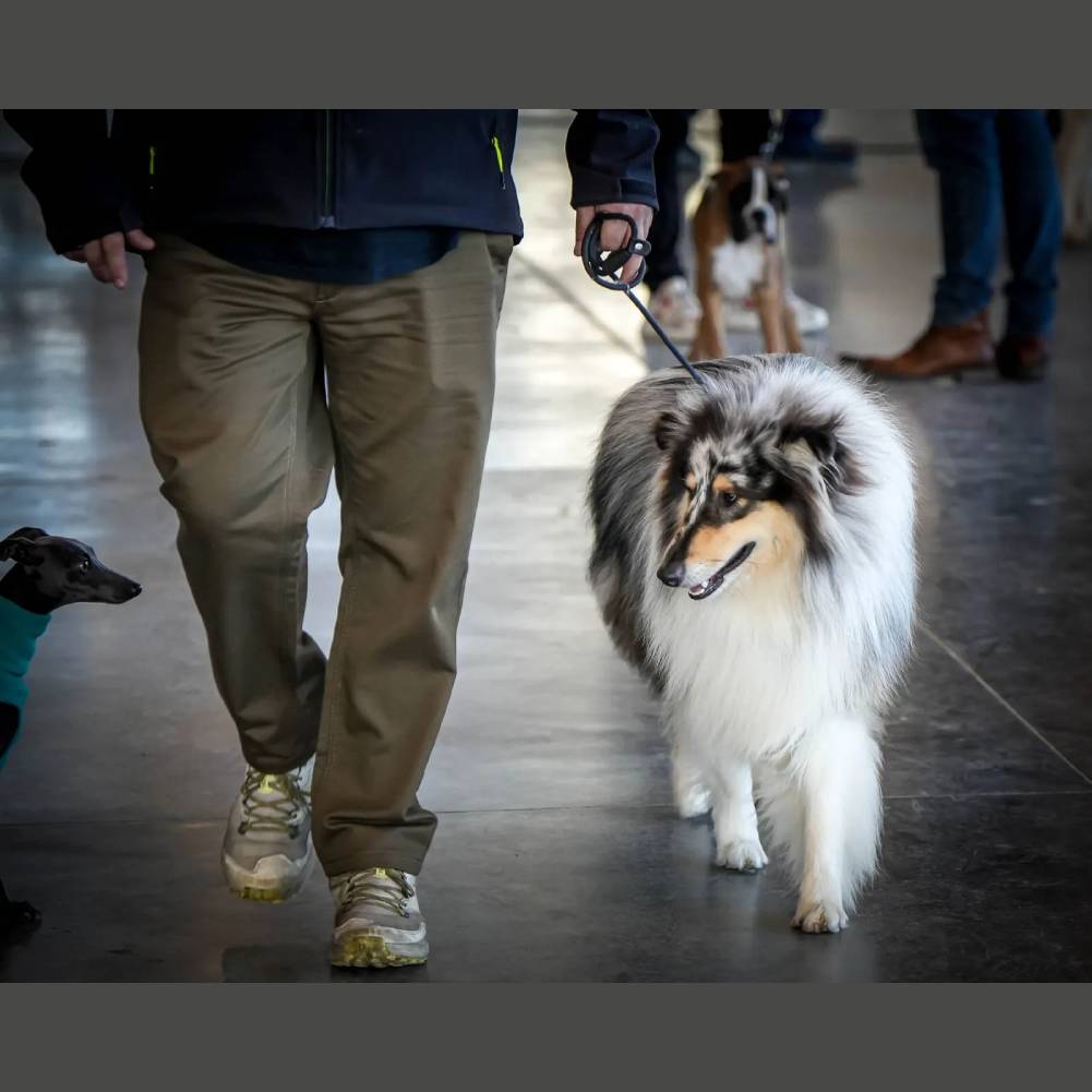 Espectacular exposición canina en Ifeca Jerez