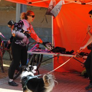 STAND CD MUSHING TEAM